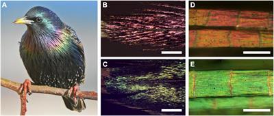 Cortex Thickness Is Key for the Colors of Iridescent Starling Feather Barbules With a Single, Organized Melanosome Layer